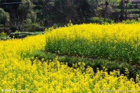 家朋油菜花