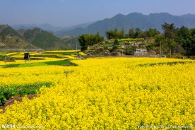 家朋油菜花