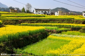 家朋油菜花