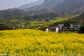 家朋油菜花