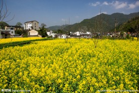家朋油菜花
