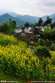 婺源查平坦村