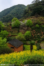 婺源查平坦村