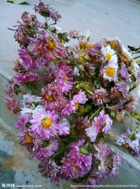 凋谢 干枯 菊花