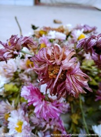凋谢 干枯 菊花