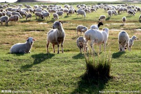 大草原的羊群
