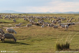草原羊群