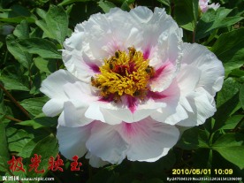牡丹