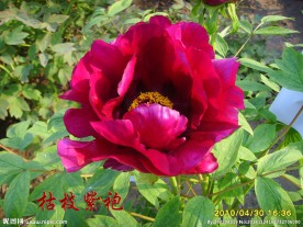 牡丹