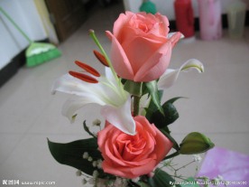 百合玫瑰