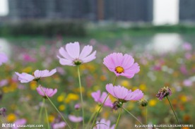 格桑花