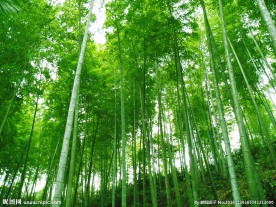 竹林