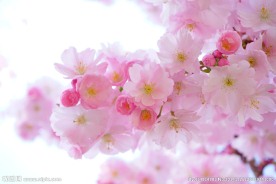 唯美桃花