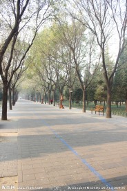 树木风景