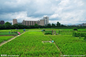 城市绿色基地