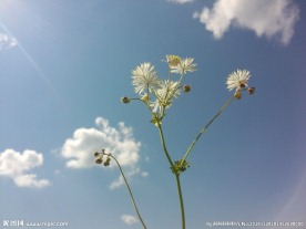 向阳