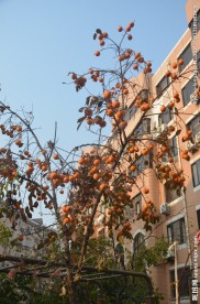 柿子树结果