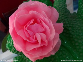 一朵月季花