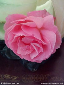 一朵月季花