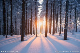 冬季林间雪景