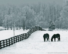 雪天风景