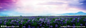 鸢尾花