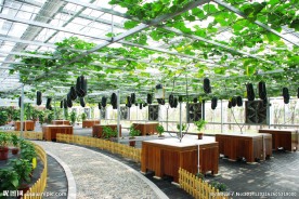 绿色食品生产基地