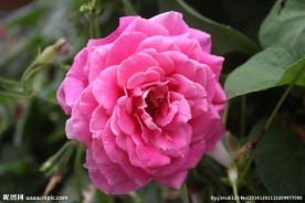 玫瑰花