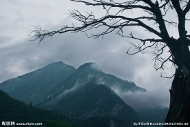 枯木山头