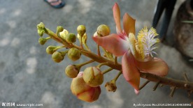 热带花果