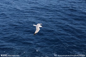 海鸥
