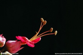 龙吐珠