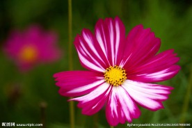 格桑花