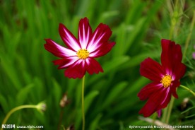 格桑花