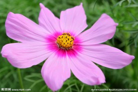 格桑花