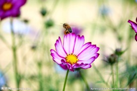 格桑花