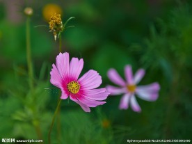 格桑花
