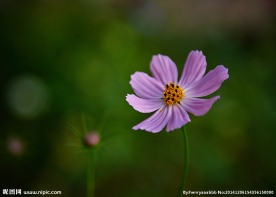 格桑花
