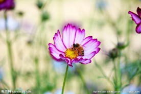 格桑花