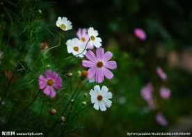 格桑花