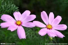 格桑花