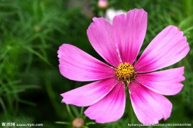 格桑花