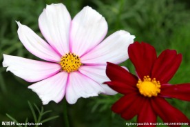 格桑花
