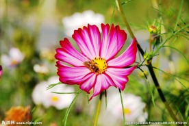 格桑花