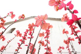 山麻杆