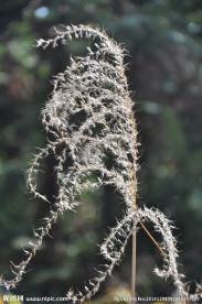野草摄影