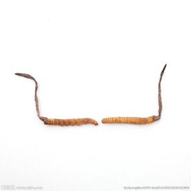 冬虫夏草 虫草 保健品 滋补品