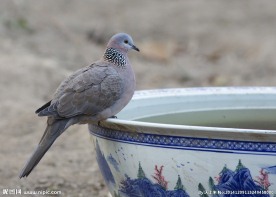斑鸠