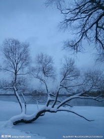 冰雪中的树木