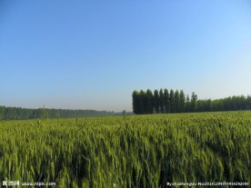 麦田